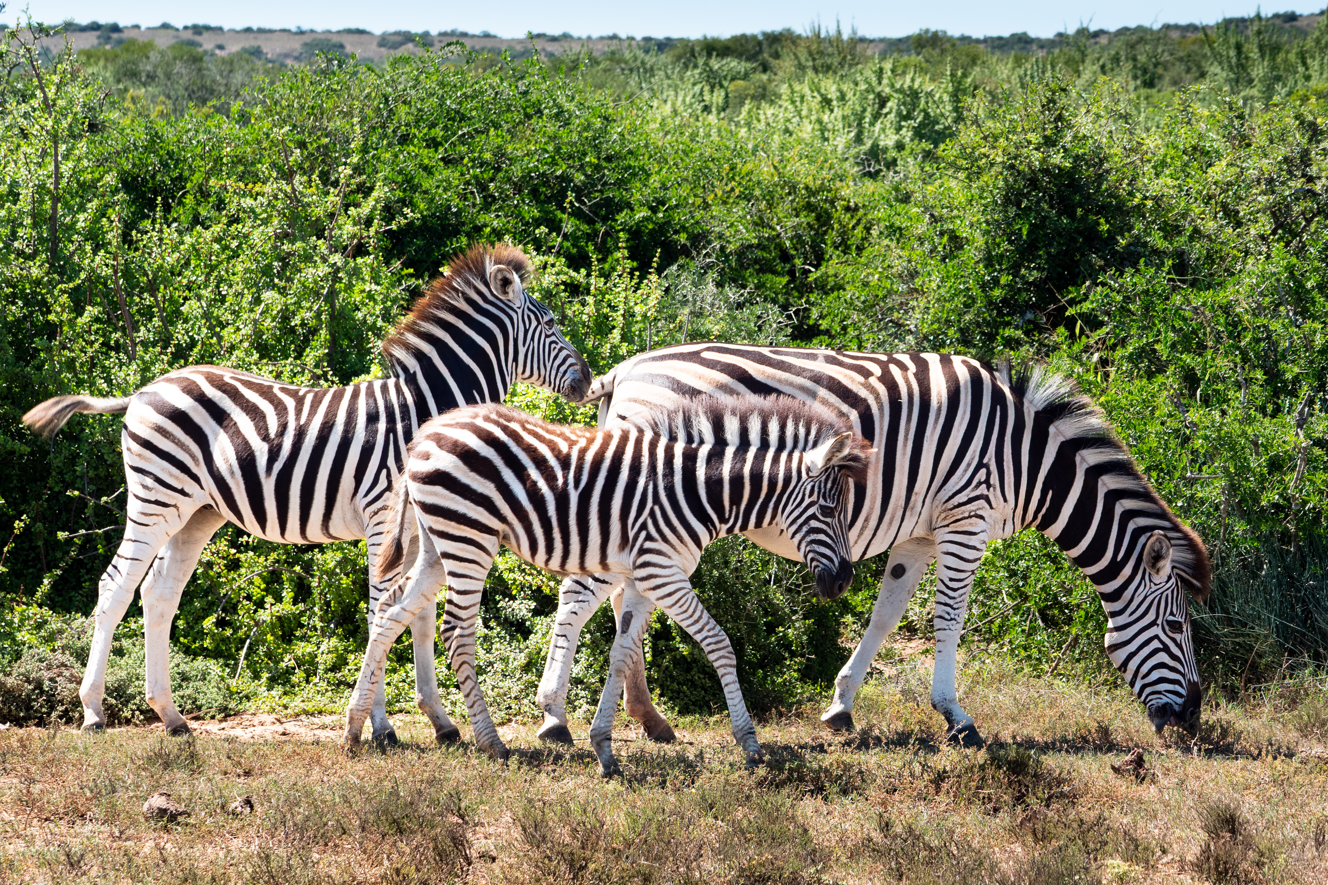 Burchell's Zebra
